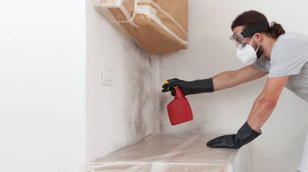 Basement Mold Remediation treatment on basement walls in Greensboro